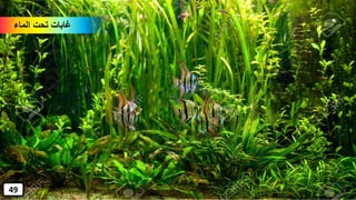 ‫الماء‬ ‫تحت‬ ‫غابات‬
49
 