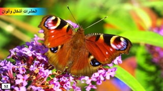 ‫وألوان‬ ‫أشكال‬ ‫الحشرات‬
52
 