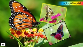 ‫وألوان‬ ‫أشكال‬ ‫الحشرات‬
53
 