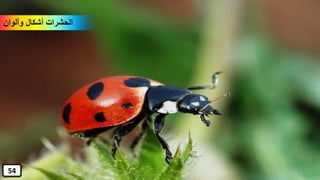 ‫وألوان‬ ‫أشكال‬ ‫الحشرات‬
54
 