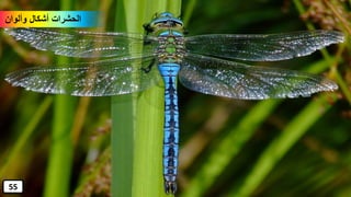 ‫وألوان‬ ‫أشكال‬ ‫الحشرات‬
55
 