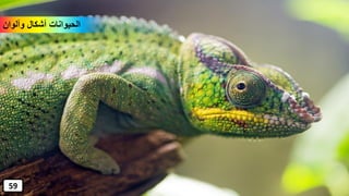 ‫وألوان‬ ‫أشكال‬ ‫الحيوانات‬
59
 