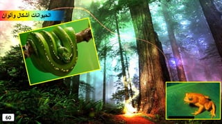 ‫وألوان‬ ‫أشكال‬ ‫الحيوانات‬
60
 