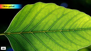 ‫مذهلة‬ ‫تصاميم‬
68
 