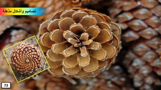 ‫مذهلة‬ ‫وأشكال‬ ‫تصاميم‬
73
 