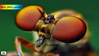 ‫مذهلة‬ ‫وأشكال‬ ‫تصاميم‬
80
 