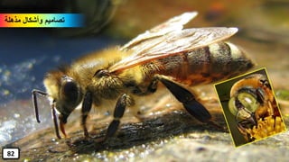 ‫مذهلة‬ ‫وأشكال‬ ‫تصاميم‬
82
 