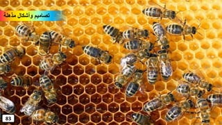 ‫مذهلة‬ ‫وأشكال‬ ‫تصاميم‬
83
 