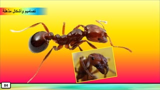 ‫مذهلة‬ ‫وأشكال‬ ‫تصاميم‬
84
 