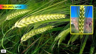 ‫مذهلة‬ ‫وأشكال‬ ‫تصاميم‬
85
 