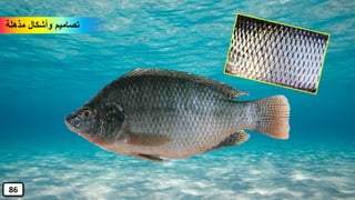 ‫مذهلة‬ ‫وأشكال‬ ‫تصاميم‬
86
 