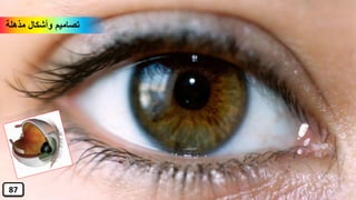 ‫مذهلة‬ ‫وأشكال‬ ‫تصاميم‬
87
 