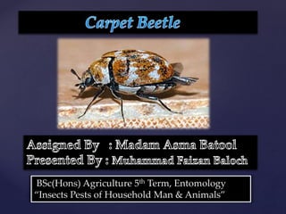 {
BSc(Hons) Agriculture 5th Term, Entomology
“Insects Pests of Household Man & Animals”
 