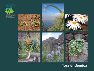 Ofereceum clima subtropical, propícioaodesenvolvimento de espécies e culturasúnicasno contextonacional;