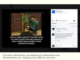 True! Also called Pomato, see wikipedia.org, Modernfarmer.com,
Businessinsider.com, Telegraph.co.uk, BBC.com and more
 