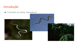 Introdução
● E também as cobras “planadoras”
 