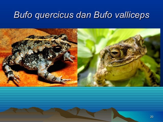 Faktor Faktor Evolusi