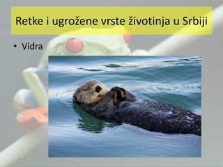 Retke i ugrožene vrste životinja u Srbiji
• Vidra
 