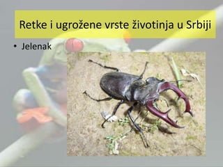 • Jelenak
Retke i ugrožene vrste životinja u Srbiji
 