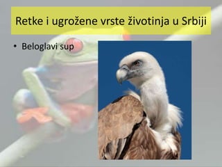 • Beloglavi sup
Retke i ugrožene vrste životinja u Srbiji
 