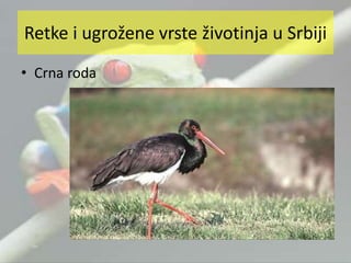 • Crna roda
Retke i ugrožene vrste životinja u Srbiji
 