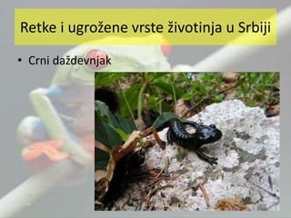 • Crni daždevnjak
Retke i ugrožene vrste životinja u Srbiji
 
