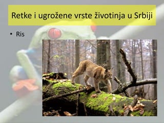 • Ris
Retke i ugrožene vrste životinja u Srbiji
 