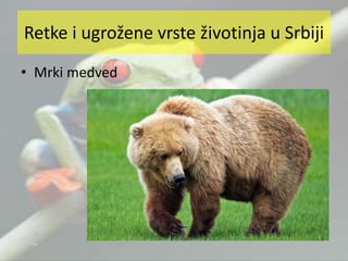 • Mrki medved
Retke i ugrožene vrste životinja u Srbiji
 