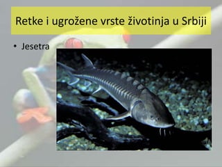 • Jesetra
Retke i ugrožene vrste životinja u Srbiji
 