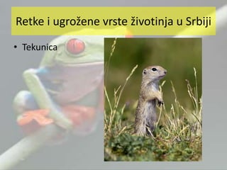 • Tekunica
Retke i ugrožene vrste životinja u Srbiji
 