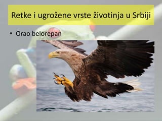 • Orao belorepan
Retke i ugrožene vrste životinja u Srbiji
 