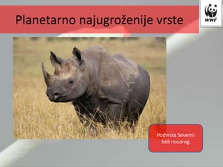 Podvrsta Severni
beli nosorog
Planetarno najugroženije vrste
 