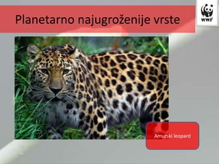 Amurski leopard
Planetarno najugroženije vrste
 