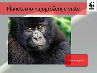 Planinska gorila
Planetarno najugroženije vrste
 