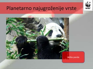 Velika panda
Planetarno najugroženije vrste
 