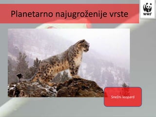Snežni leopard
Planetarno najugroženije vrste
 