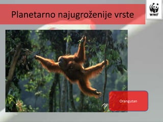 Planetarno najugroženije vrste
Orangutan
 