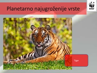 Planetarno najugroženije vrste
Tigar
 