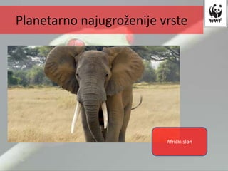 Planetarno najugroženije vrste
Afrički slon
 