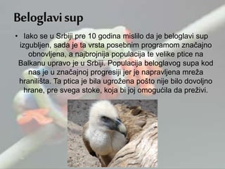 • Iako se u Srbiji pre 10 godina mislilo da je beloglavi sup
izgubljen, sada je ta vrsta posebnim programom značajno
obnovljena, a najbrojnija populacija te velike ptice na
Balkanu upravo je u Srbiji. Populacija beloglavog supa kod
nas je u značajnoj progresiji jer je napravljena mreža
hranilišta. Ta ptica je bila ugrožena pošto nije bilo dovoljno
hrane, pre svega stoke, koja bi joj omogućila da preživi.
 