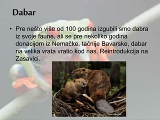 • Pre nešto više od 100 godina izgubili smo dabra
iz svoje faune, ali se pre nekoliko godina
donacijom iz Nemačke, tačnije Bavarske, dabar
na velika vrata vratio kod nas. Reintrodukcija na
Zasavici.
 