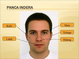 Mata
Telinga
Hidung
Kulit
Lidah
 