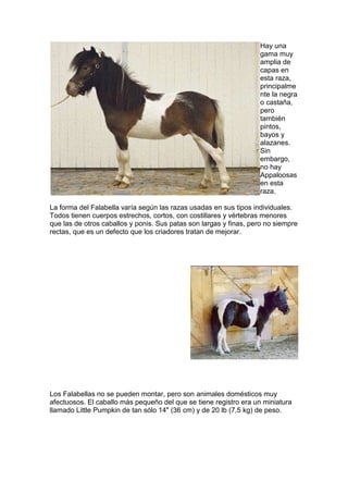 Hay una
gama muy
amplia de
capas en
esta raza,
principalme
nte la negra
o castaña,
pero
también
pintos,
bayos y
alazanes.
Sin
embargo,
no hay
Appaloosas
en esta
raza.
La forma del Falabella varía según las razas usadas en sus tipos individuales.
Todos tienen cuerpos estrechos, cortos, con costillares y vértebras menores
que las de otros caballos y ponis. Sus patas son largas y finas, pero no siempre
rectas, que es un defecto que los criadores tratan de mejorar.
Los Falabellas no se pueden montar, pero son animales domésticos muy
afectuosos. El caballo más pequeño del que se tiene registro era un miniatura
llamado Little Pumpkin de tan sólo 14" (36 cm) y de 20 lb (7,5 kg) de peso.
 