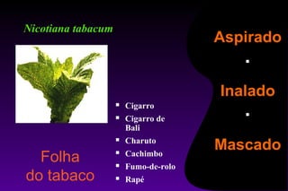 Nicotiana tabacum
Folha
do tabaco
Aspirado
Inalado
Mascado
 Cigarro
 Cigarro de
Bali
 Charuto
 Cachimbo
 Fumo-de-rolo
 Rapé
 