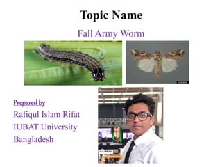 Topic Name
Fall Army Worm
Preparedby
Rafiqul Islam Rifat
IUBAT University
Bangladesh
 
