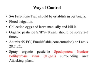 Way of Control
• 5-6 Feromone Trap should be establish in per begha.
• Flood irrigation.
• Collection eggs and larva manually and kill it.
• Organic pesticide SNPV- 0.2g/L should be spray 2-3
times.
• Acimix 55 EC( Emulsifiable concentration) or Lamix
28.7 EC.
• Spray organic pesticide Spodopotera Nuclear
Polihydrosis virus (0.2g/L) surrounding area
Attacking plant.
 