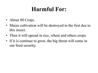 Harmful For:
• About 80 Crops.
• Maize cultivation will be destroyed in the first due to
this insect.
• Then it will spread in rice, wheat and others crops.
• If it is continue to grow, the big threat will come in
our food security.
 