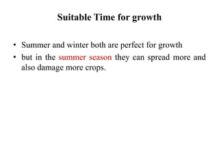 Suitable Time for growth
• Summer and winter both are perfect for growth
• but in the summer season they can spread more and
also damage more crops.
 