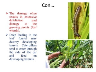 Con…
 The damage often
results in extensive
defoliation and
damage to the
growing points (leaf
whorls).
 Deep feeding in the
leaf funnel may
destroy developing
tassels. Caterpillars
tend to enter through
the side of the ear
and feed on
developing kernels.
 