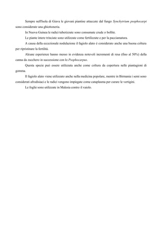 Sempre nell'Isola di Giava le giovani piantine attaccate dal fungo Synchytrium psophocarpi
sono considerate una ghiottoneria.
        In Nuova Guinea le radici tuberizzate sono consumate crude o bollite.
        Le piante intere trinciate sono utilizzate come fertilizzate e per la pacciamatura.
        A causa della eccezionale nodulazione il fagiolo alato è considerato anche una buona coltura
per ripristinare la fertilità.
        Alcune esperienze hanno messo in evidenza notevoli incrementi di resa (fino al 50%) della
canna da zucchero in successione con lo Psophocarpus.
        Questa specie può essere utilizzata anche come coltura da copertura nelle piantagioni di
gomma.
        Il fagiolo alato viene utilizzato anche nella medicina popolare, mentre in Birmania i semi sono
considerati afrodisiaci e le radici vengono impiegate come cataplasma per curare le vertigini.
        Le foglie sono utilizzate in Malesia contro il vaiolo.
 